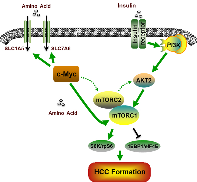 mtorc1信号通路的激活是c-myc诱导肝癌形成的必要条件.