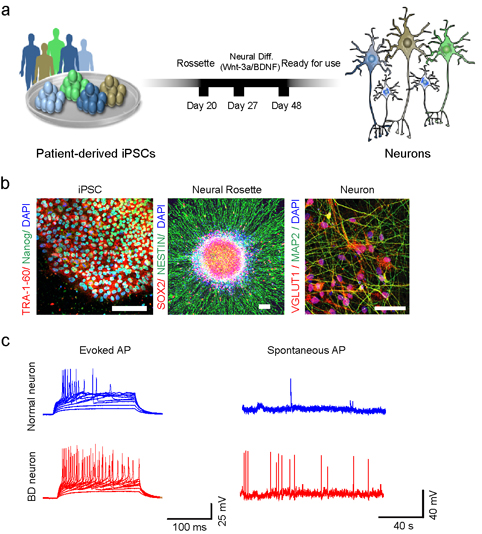 reported latest progress in studying the pathogenesis of bipolar