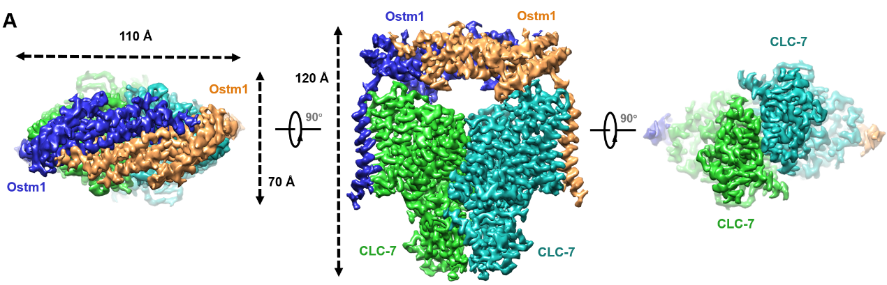 清华合作科研团队报道CLC-7/Ostm1转运蛋白复合物的结构和门控机制研究 1 CLC-7/Ostm1的三维结构展示