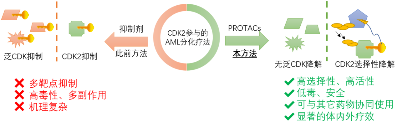 清华大学药学院在CDK2降解剂设计与应用方面取得突破 9 清华大学药学院在CDK2降解剂设计与应用方面取得突破