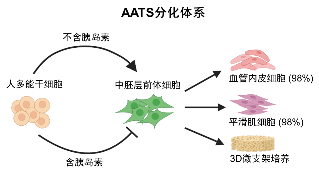 研究人员开发人多能干细胞向血管细胞高效分化体系 1 研究人员开发人多能干细胞向血管细胞高效分化体系