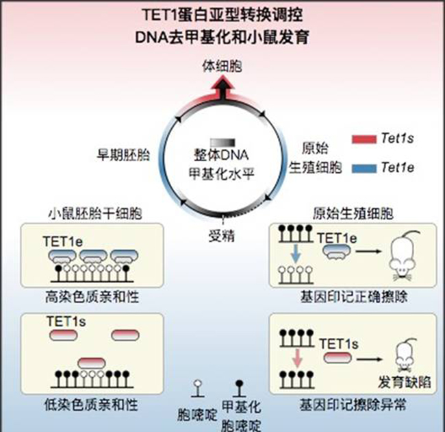 清华大学新闻网
