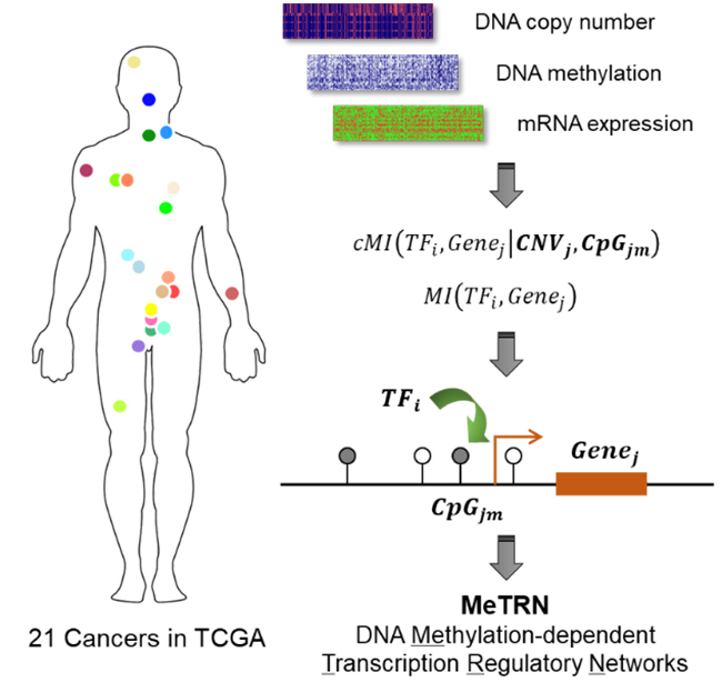 promoter dna methylome